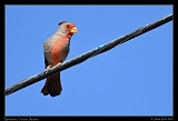  Pyrrhuloxia � Janet Zinn